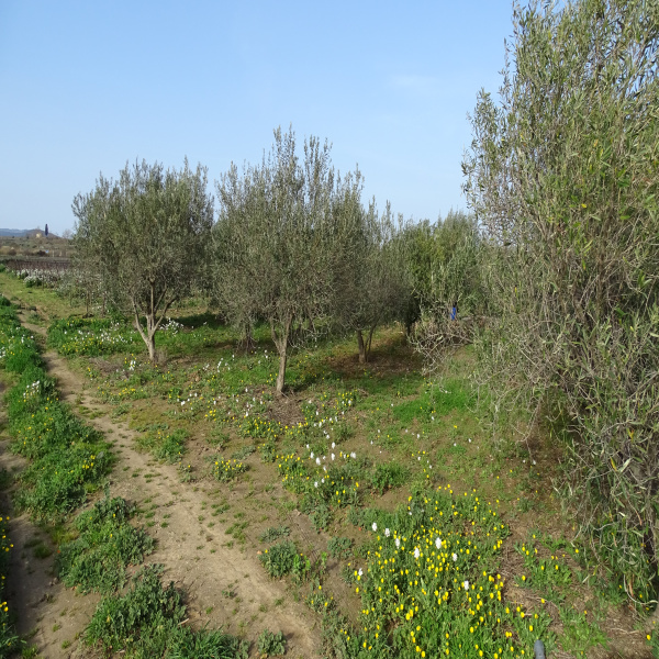 Offres de vente Terrain Paulhan 34230