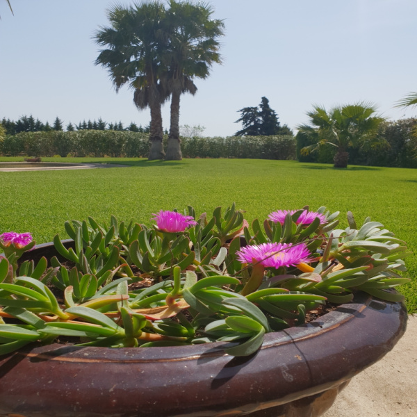 Offres de vente Propriete Paulhan 34230